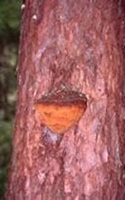 Image result for Phellinus pini