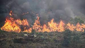 Floresta queimada no algarve, portugal vários estudos apontam para que as causas humanas sejam prevalecentes. 16 Concelhos Do Interior Norte E Centro E Do Algarve Em Risco Maximo De Incendio