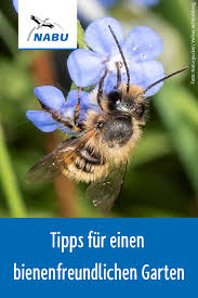 Schlaraffenland Fur Bienen Bienen Bienenfreundliche Fur Schlaraffenland In 2020 Small Cottage Garden Ideas Cottage Garden Animals