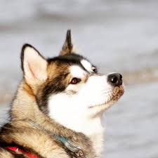 We provide education and ongoing support of potential adopters as to the requirements of these special breeds. Alaskan Malamute Vereine Zuchter Vdh De