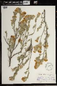 Image result for Gnidia goetzeana