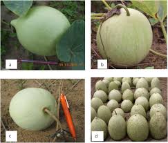 Image result for Lagenaria abyssinica