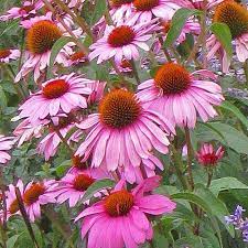 Echinacea Purpurea Magnus Superior Echinacea Purpurea Perennial Plants Echinacea