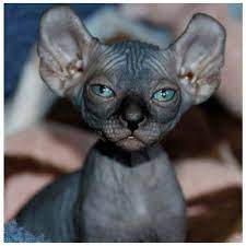 See photos of hairless breeds and learn about their health and care challenges. Hairless Cats The Ultimate Guide Of Hairless Cat Breeds