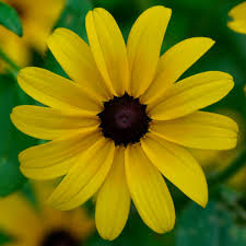 Image result for Renealmia susanneae-katziae