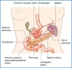 According to knowlton, spleen lacerations or ruptures usually occur from trauma (like a car accident or contact an enlarged spleen, also called a splenomegaly, is a serious but typically treatable condition. Spleen Radiology Key