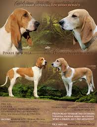 Image result for anglický barvář