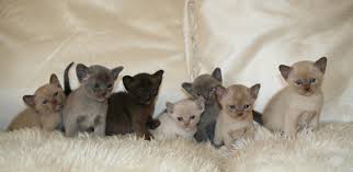 Photos feature brown, chocolate, red, cream, tortie and lilac coated burmese cats. Welcome To The Burmese Cat Association