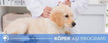 kopek asi programi asklepion veteriner klinigi