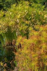 Image result for Cyperus prolifer