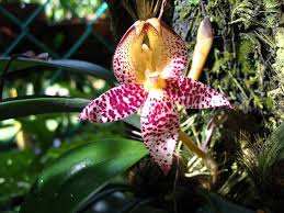 Image result for Bulbostylis macra