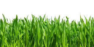 Always read and follow all instructions on the product's label ahead of any other source of information, even ahead of. Lawn Care Supplies