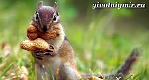 Check spelling or type a new query. Que Comen Las Ardillas En La Naturaleza Chipmunk Pequeno Roedor Ahorrativo