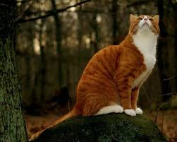 Black And White Tabby Cat Dark Ginger And White Tom Cat Orange Tabby Cats Cat Dark Cute Animal Memes