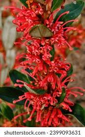 Image result for Actiniopteris dimorpha