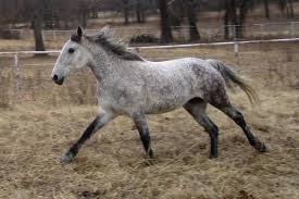 Check spelling or type a new query. 9 Beautiful Rare And Unusual Horse Breeds Pethelpful