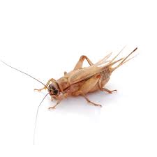 Heimchen können in der wohnung mit nächtlichem zirpen eine große geräuschkulisse schaffen. Heimchen Kaufen Und Das Direkt Vom Zuchter Proinsects Com