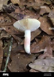 Image result for Russula mariae