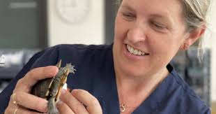Dubbo zoo treats Eastern Long-necked Turtle rescued near Narromine