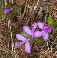 Image result for Polygala filicaulis