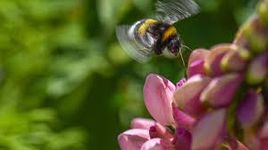 Creating and building a massive world in minecraft means using dozens of different resource types, but three of the most important are diamonds, slimes, and bees. Don T Worry Bee Happy Bees Found To Have Emotions And Moods New Scientist