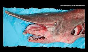 Tiburones tiburón anguila tiburón ballena tiburón blanco tiburón duende tiburón martillo tiburón tigre tiburón tintorera tiburón toro tiburón zorro ataques de tiburones dibujos de tiburones especies de tiburones fotos de tiburones taxonomía de los tiburones. Tiburon Duende Caracteristicas Que Come Habitat Pangea