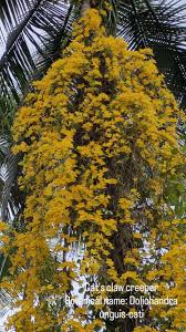 Image result for Dolichandra