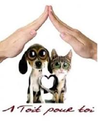 1 Toit Pour Toi Refuge Chien Chat Region Midi Pyrenees