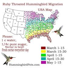 Having feeders set up in advance of the birds' arrival will increase the odds that the feeders are found. Ruby Throat Hummingbirds Move Back Into Ohio Next Two Weeks Scioto Post