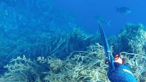 Nz Spearfishing Posts Facebook