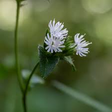 Image result for Elephantopus