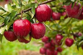 Importance of Post-Harvest Nutrition Management in Apple Orchard - Mosaic India