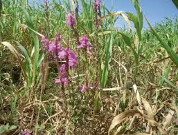 Image result for Striga hermonthica