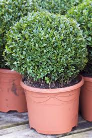 We did not find results for: The Best Shrubs For Creating Hedges Gardener S Path