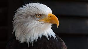 348 amerikaanse zeearend hd wallpapers en achtergrond afbeeldingen. Achtergronden Witkopzeearend Vogel Adelaars Snavel Kijkt 1920x1080