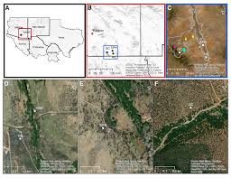 Image result for Satyrium amblyosaccos