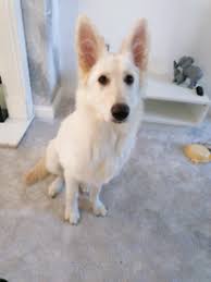 White shepherd puppies for sale uk. Zzafo7jv8jmdfm