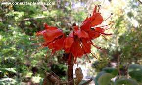 Image result for Greyia