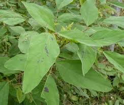 Image result for Desmodium tortuosum