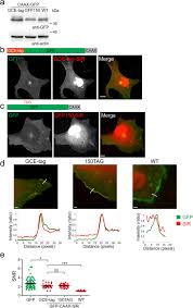 Maybe you would like to learn more about one of these? A Straightforward Approach For Bioorthogonal Labeling Of Proteins And Organelles In Live Mammalian Cells Using A Short Peptide Tag Bmc Biology Full Text