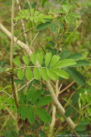 Image result for Tephrosia vogelii