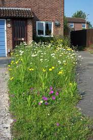 How to make a meadow in your garden. How To Create A Meadow In Your Garden Moor Meadows