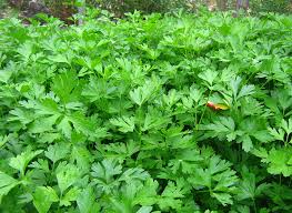 Image result for Petroselinum