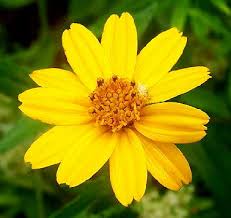 Image result for Aspilia pluriseta