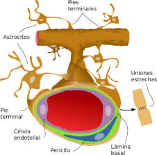 Multiple sclerosis (ms) is an autoimmune disease that affects the brain and spinal cord (central nervous system). Organos Animales Sistema Nervioso Central Atlas De Histologia Vegetal Y Animal
