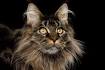 Maine Ideal Cat Breed Profile | Petfinder
