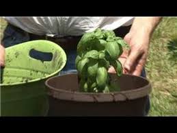 Would the basil do ok in a pot that size or is that. Container Gardening How To Plant Basil In Containers Youtube