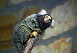 Take a peek at the tropical birds that call the rainforest zoo home. Rainforest Adventures Discovery Zoo Sevierville Tn Tripster