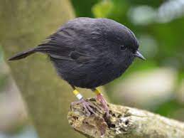 The black robin or chatham island robin (petroica traversi) is an endangered bird from the chatham islands off the east coast of new zealand. Black Robin Ebird