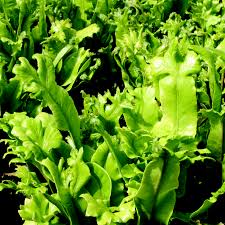 Image result for Asplenium currorii